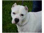 American Pit Bull Terrier-Dogo Argentino Mix DOG FOR ADOPTION RGADN-1094662 -