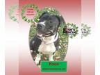 American Pit Bull Terrier Mix DOG FOR ADOPTION RGADN-1094682 - Koco - Pit Bull