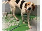 English Foxhound Mix DOG FOR ADOPTION RGADN-1094687 - Gregory: Not At the
