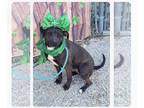American Pit Bull Terrier-Mountain Cur Mix DOG FOR ADOPTION RGADN-1094848 -