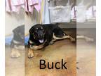 Black Mouth Cur-Rottweiler Mix DOG FOR ADOPTION RGADN-1094873 - Buck -