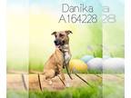 German Shepherd Dog Mix DOG FOR ADOPTION RGADN-1094903 - DANIKA - German
