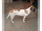 Jack Russell Terrier Mix DOG FOR ADOPTION RGADN-1094931 - Irish - Jack Russell