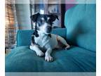 Feist Terrier-Jack Russell Terrier Mix DOG FOR ADOPTION RGADN-1094955 - Zorro -