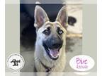 German Shepherd Dog Mix DOG FOR ADOPTION RGADN-1094974 - BLUE - German Shepherd