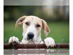 Great Pyredane DOG FOR ADOPTION RGADN-1095007 - Reya - Great Dane / Great