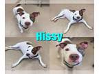 American Pit Bull Terrier Mix DOG FOR ADOPTION RGADN-1095161 - HISSY - Pit Bull