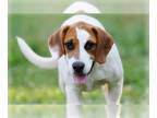 Boxer Mix DOG FOR ADOPTION RGADN-1095182 - Ace - Boxer / Hound / Mixed (short