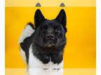 Akita Mix DOG FOR ADOPTION RGADN-1095189 - ZEUS - Akita / Mixed (medium coat)