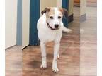 Parson Russell Terrier-Pointer Mix DOG FOR ADOPTION RGADN-1095241 - Jax - Parson