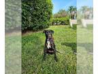 Labrador Retriever Mix DOG FOR ADOPTION RGADN-1095245 - Cole - Labrador