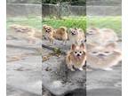 Pomeranian DOG FOR ADOPTION RGADN-1095284 - Annie Mae & Dana & Doris -
