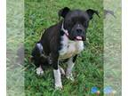 Boston Terrier-Boxer Mix DOG FOR ADOPTION RGADN-1095289 - Leon - Boxer / Boston