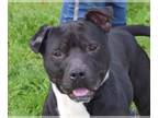 Staffordshire Bull Terrier Mix DOG FOR ADOPTION RGADN-1095310 - Maverick -