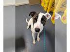American Pit Bull Terrier Mix DOG FOR ADOPTION RGADN-1095450 - Mavis - Pit Bull