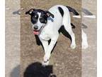 Labrador Retriever Mix DOG FOR ADOPTION RGADN-1095532 - Titch - Hound / Labrador