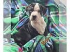 American Pit Bull Terrier DOG FOR ADOPTION RGADN-1095586 - Spencer - Pit Bull