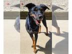 Doberman Pinscher Mix DOG FOR ADOPTION RGADN-1095658 - Francine - Terrier /