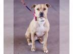 American Pit Bull Terrier Mix DOG FOR ADOPTION RGADN-1095677 - Scooby - Pit Bull