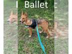 German Shepherd Dog-Red Heeler Mix DOG FOR ADOPTION RGADN-1095690 - Ballet - Red
