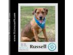 Boxador DOG FOR ADOPTION RGADN-1095694 - Russell (Dream House Duo) 041523 -