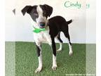 Border Collie Mix DOG FOR ADOPTION RGADN-1095724 - Cindy - Australian Cattle