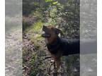 German Shepherd Dog Mix DOG FOR ADOPTION RGADN-1095751 - Penny - German Shepherd