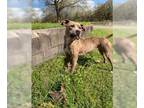 American Pit Bull Terrier Mix DOG FOR ADOPTION RGADN-1095756 - Neesha - American