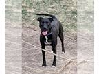 Labrador Retriever Mix DOG FOR ADOPTION RGADN-1095760 - Lily - Terrier /
