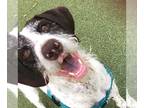 German Shorthaired Pointer-German Wirehaired Pointer Mix DOG FOR ADOPTION