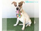 Jack-A-Bee DOG FOR ADOPTION RGADN-1095806 - Monica - Jack Russell Terrier /