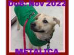 Labrador Retriever Mix DOG FOR ADOPTION RGADN-1095825 - METALLICA-Girl - $350 -