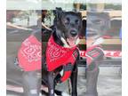 Shepradors DOG FOR ADOPTION RGADN-1095870 - Smokey - German Shepherd Dog /