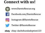 Dachshund DOG FOR ADOPTION RGADN-1095962 - PUPPY WAIT LIST - Dachshund Dog For