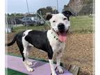 American Pit Bull Terrier Mix DOG FOR ADOPTION RGADN-1095968 - DOLLY - Pit Bull
