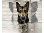 German Shepherd Dog Mix DOG FOR ADOPTION RGADN-1095974 - SANDY- IN FOSTER -