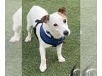 Jack Russell Terrier DOG FOR ADOPTION RGADN-1096034 - Bear - Jack Russell