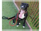 American Pit Bull Terrier Mix DOG FOR ADOPTION RGADN-1096046 - TUX - Pit Bull