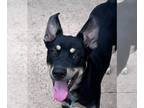 Australian Kelpie Mix DOG FOR ADOPTION RGADN-1096164 - Rita - Adopt Me!