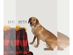 Labrador Retriever Mix DOG FOR ADOPTION RGADN-1096200 - PB singleton - Pearl -