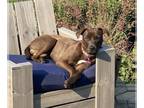 American Staffordshire Terrier Mix DOG FOR ADOPTION RGADN-1096323 - Ellis -