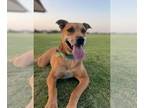 Greyhound Mix DOG FOR ADOPTION RGADN-1096390 - Havi - Shepherd / Greyhound /