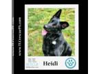 German Shepherd Dog DOG FOR ADOPTION RGADN-1096501 - Heidi 111321 - German