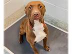 American Pit Bull Terrier Mix DOG FOR ADOPTION RGADN-1096526 - KOOPA - Pit Bull