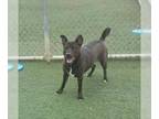Labrador Retriever Mix DOG FOR ADOPTION RGADN-1096558 - Blackie - $75 Adoption