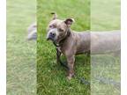 American Staffordshire Terrier DOG FOR ADOPTION RGADN-1096722 - Walter-Sponsored