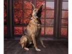 German Shepherd Dog Mix DOG FOR ADOPTION RGADN-1096774 - Zazzle - German