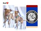 American Pit Bull Terrier DOG FOR ADOPTION RGADN-1096805 - BUD - Pit Bull