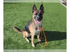 German Shepherd Dog Mix DOG FOR ADOPTION RGADN-1096824 - CHLOE - German Shepherd