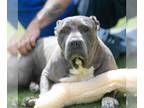 American Staffordshire Terrier DOG FOR ADOPTION RGADN-1096843 - *SELKIE -